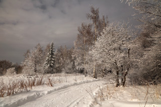 Snowy road trees bushes cloudy 2 - both side of it free wallpaper