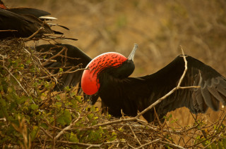 Bird red head perched wings - upper body free wallpaper