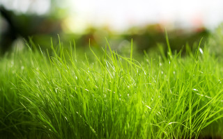 Green grass water droplets nature 2 - grass free wallpaper