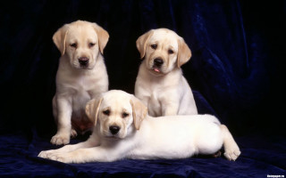 Yellow labrador bluet blanket pose - les nabis free wallpaper