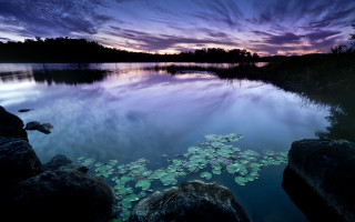 Lake lilypads sunset purple sky - a purple sky above free wallpaper