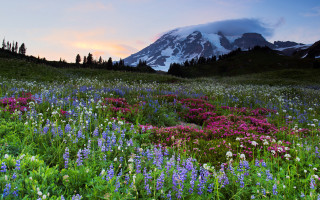 Snowy mountain flower field clouds - a field of wildflowers free wallpaper