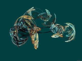Fish turtle swimming together in - a computer free wallpaper
