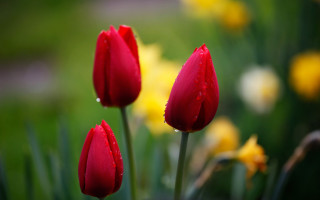 Red flowers water droplets garden 2 - three red flower free wallpaper