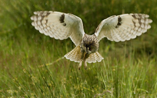 Bird flying fish beak grass - a blurry background free wallpaper