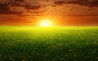 Sunset grass dandelions bush horizon - a matte painting free wallpaper