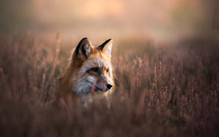 Fox tallgrass portrait wildlife realistic - tall grass free wallpaper