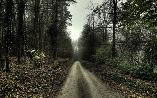 Dirt road forest trees dark - a dirt road in the middle of a forest free wallpaper