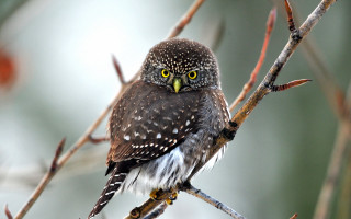 Bird yellow eyes branch blurry - a branch of a tree free wallpaper
