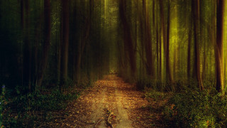Dirt road forest leaves path - the ground and a path free wallpaper