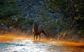 Deer river nature backlit forest - a river free wallpaper for desktop