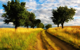 Dirt road field trees sky - a dirt road in a field free wallpaper