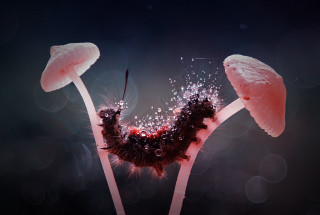 Mushrooms water droplets worm macro - macro art free wallpaper