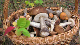 Mushroom basket forest autumn nature - a basket free wallpaper