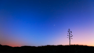 Tall tree grass field night - top of a grass free wallpaper
