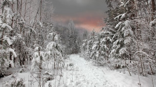 Snowy forest path pink sky 2 - a pink sky in the background free wallpaper