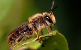 Bee leaf macro blurry gradient - a close up of a bee free wallpaper