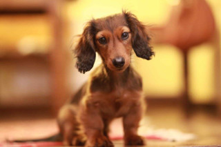 Small brown dog sitting rug - a wooden table free wallpaper