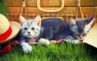 Kittens grass basket hat sunny - the grass next free wallpaper