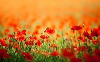 Red flower field autumn fire - impressionist painting free wallpaper