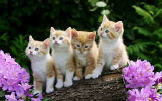 Kittens log garden purple bush - cute free wallpaper