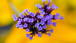 Purple flower macro blurry background 11 - a purple flower free wallpaper