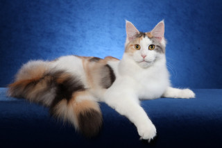 Cat laying blue couch blue - a black nose free wallpaper