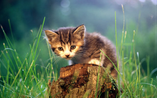 Kitten green field tree stump - a kitten free wallpaper