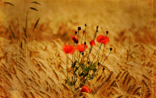 Wheat red flowers sepia impressionist - impressionist painting free wallpaper