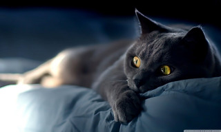 Cat laying bed pillow blanket - carlos catasse free wallpaper for desktop