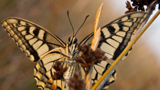 Butterfly flower macro blurry background - its wing free wallpaper