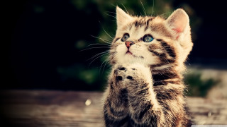 Kitten standing pawing camera wide 2 - its hind leg free wallpaper
