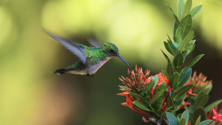 Hummingbird flower open wings blurry - its beak open free wallpaper