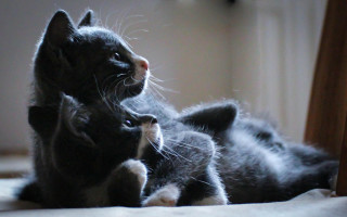 Cat kitten playing bed vanitas - vanita free wallpaper