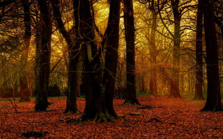 Forest leaves bare tree sunset - lot of trees free wallpaper