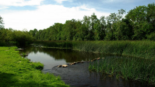 Lush green forest river sunny 2 - river free wallpaper