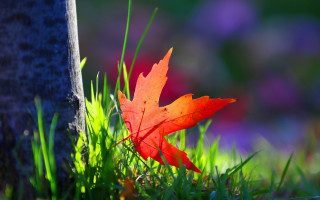 Leaf grass tree sunlight autumn - art green free wallpaper
