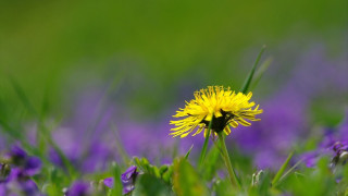 Yellow dandelion purple flower green - the background and a blurry background free wallpaper