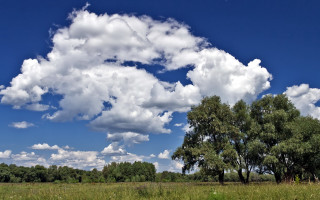 Field trees blue sky clouds 8 - a few cloud free wallpaper for desktop