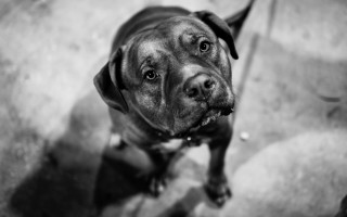 Sad dog blackwhite photorealism blurry - canon 5 0 mm free wallpaper