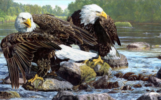 Bald eagles rocks river outdoors - bald free wallpaper