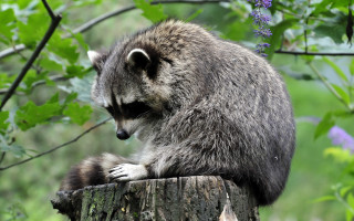 Raccoon forest purpleflowers blurry background - a raccoon free wallpaper