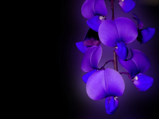 Purple flower black background purple - free 3d render wallpaper