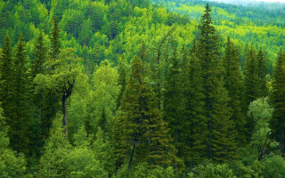 Green forest bushes trees nature - free forest wallpaper