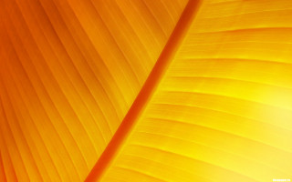 Banana leaf closeup brightlight blurry - bright free wallpaper