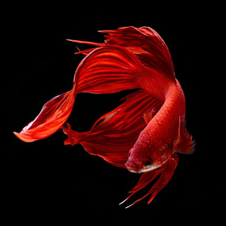 Red fish long fins photorealistic - the water free wallpaper