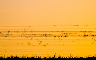 Bird sunset grass fence vines - a yellow sky in the background free wallpaper