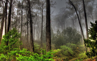 Foggy forest trees bushes autumn - a foggy day free wallpaper