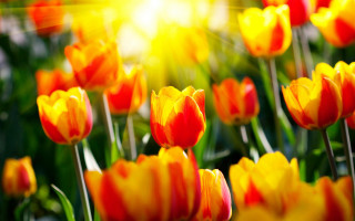 Red yellow tulips sunshine blurry - the background of them free wallpaper