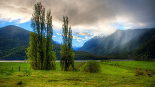 Grassy field trees mountains lake - cow free wallpaper